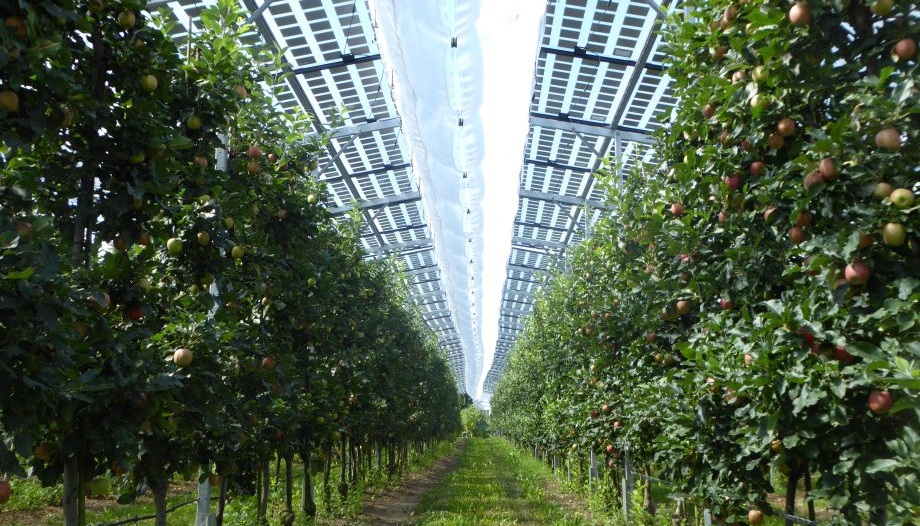 Planta agrivoltaica